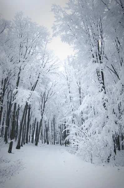 Bevroren bomen bedekt met vorst — Stockfoto