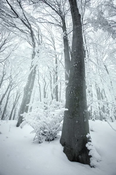 Замерзшие деревья, покрытые морозом — стоковое фото