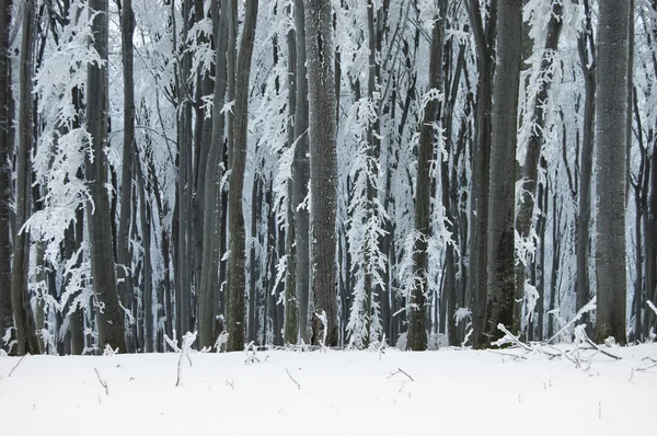 Floresta no inverno com árvores congeladas — Fotografia de Stock