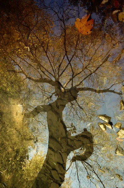 Дерево в озере — стоковое фото