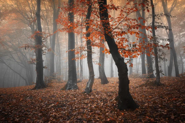 Ліс восени з апельсиновим листям — стокове фото