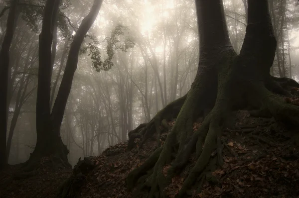 Bos met oude bomen — Stockfoto