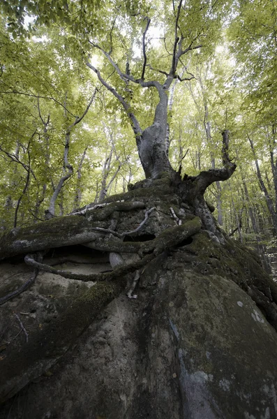 Yeşil bir orman ağacı — Stok fotoğraf