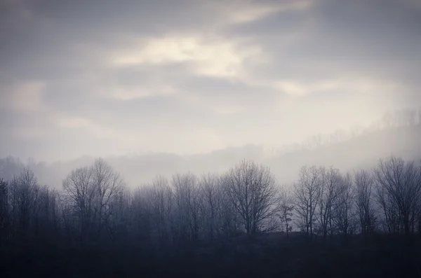 Gefrorener Wald am kalten Morgen — Stockfoto