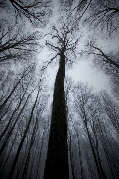 Cielo dalla foresta — Foto Stock