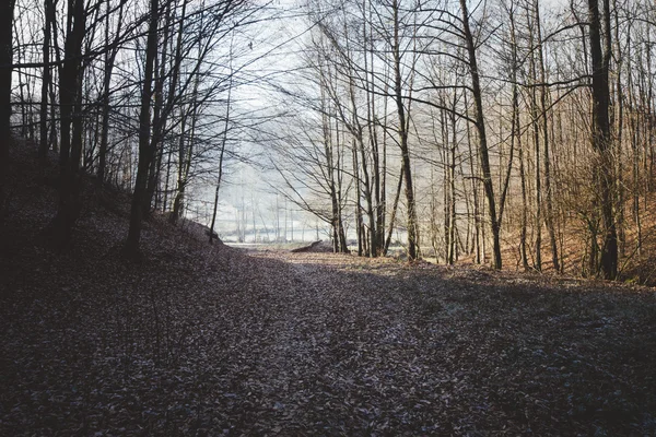 Camino a través del bosque en otoño — Foto de Stock