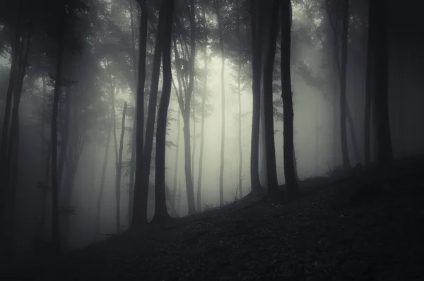 Staré stromy v temném lese — Stock fotografie