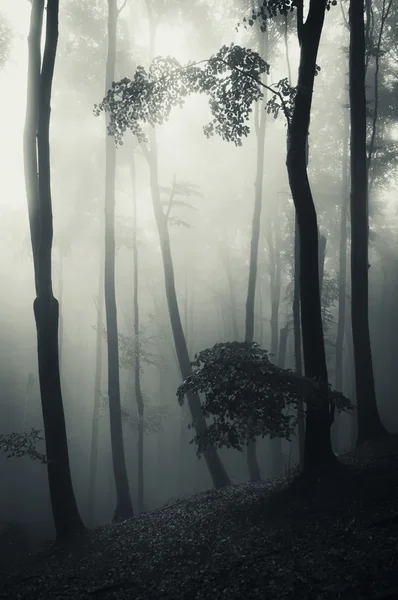 Vecchi alberi nella foresta oscura — Foto Stock