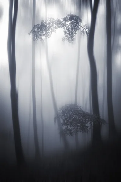 Old trees in dark forest — Stock Photo, Image