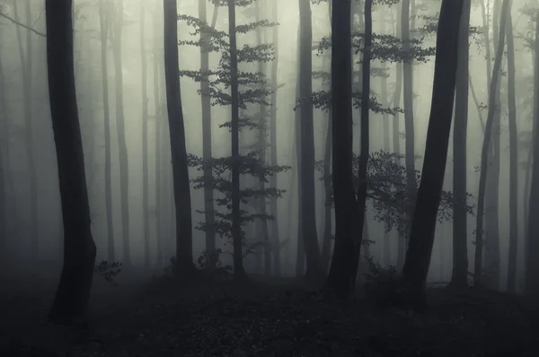 Árboles viejos en bosque oscuro — Foto de Stock