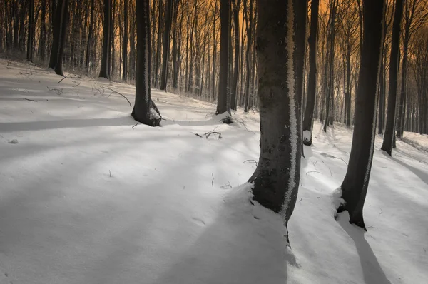 Stíny na sněhu v lese — Stock fotografie