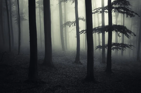Alte Bäume im dunklen Wald — Stockfoto