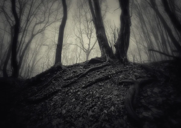 Árboles en el oscuro bosque brumoso —  Fotos de Stock