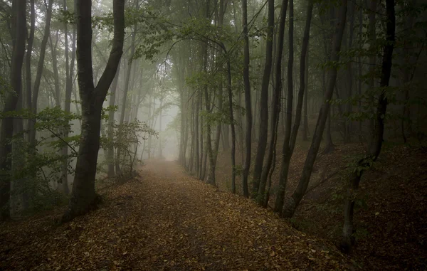 Mörka kusliga skogen — Stockfoto