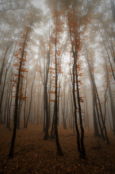 Erdő narancs ősszel elhagyja — Stock Fotó