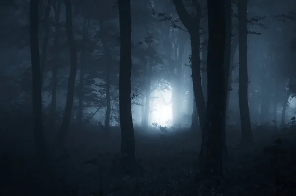 Dark spooky forest — Stock Photo, Image