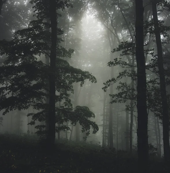 Dunkler Gruselwald — Stockfoto