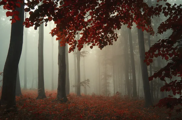 Wald im Herbst mit orangen Blättern — Stockfoto