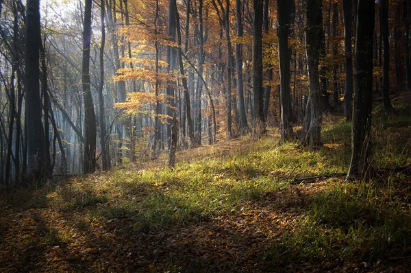 Herfst licht in bos — Stockfoto