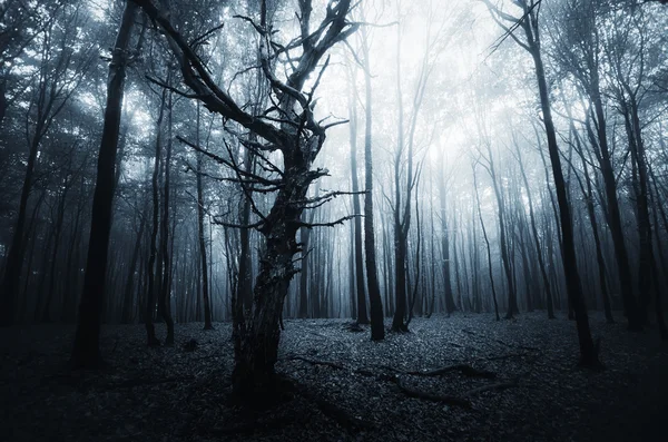 Forêt sombre et brumeuse — Photo