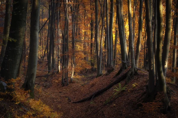 Осіннє світло в лісі — стокове фото