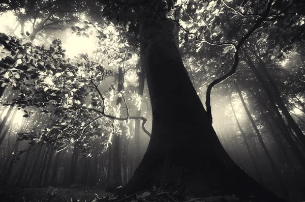 Vecchio albero con radici contorte nella foresta — Foto Stock