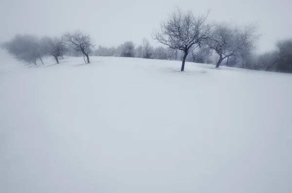 Donmuş ağaçlar içinde buz kaplı — Stok fotoğraf