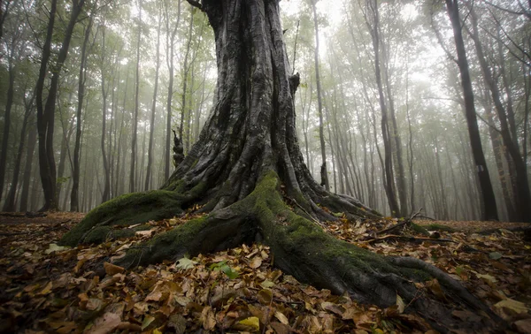 Dunkler nebliger Gruselwald — Stockfoto