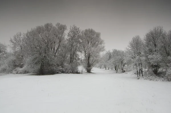 Alberi congelati ricoperti di gelo — Foto Stock