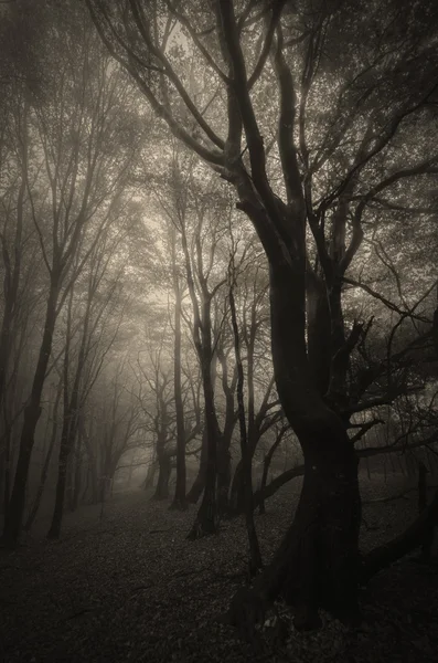 Nebuloso escuro floresta assustadora — Fotografia de Stock