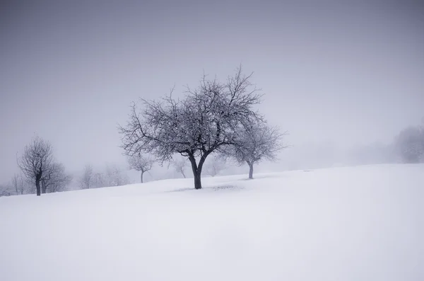 Woud in de winter met bevroren bomen — Stockfoto