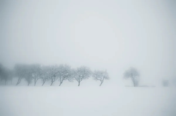 Bosque en invierno con árboles congelados — Foto de Stock