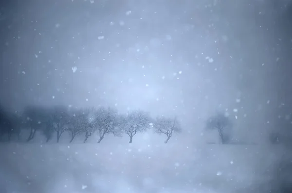 Лес зимой с замерзшими деревьями — стоковое фото