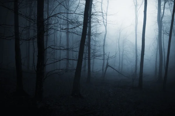 Oscuro bosque espeluznante brumoso —  Fotos de Stock