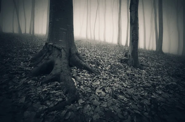 Oscuro bosque espeluznante brumoso — Foto de Stock