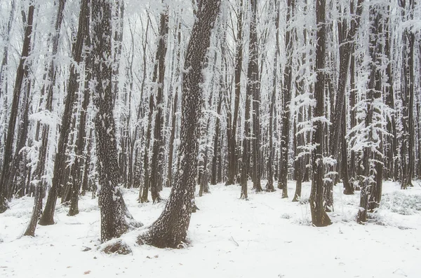 Arbres gelés couverts de givre — Photo