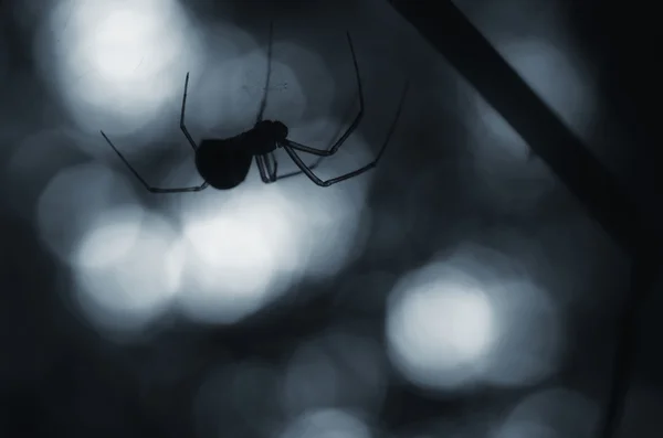 Sylwetka creepy pająk — Zdjęcie stockowe