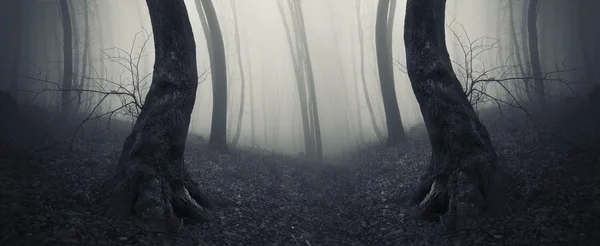 Σκοτεινό, ομιχλώδη τρομακτικό δάσος — Φωτογραφία Αρχείου