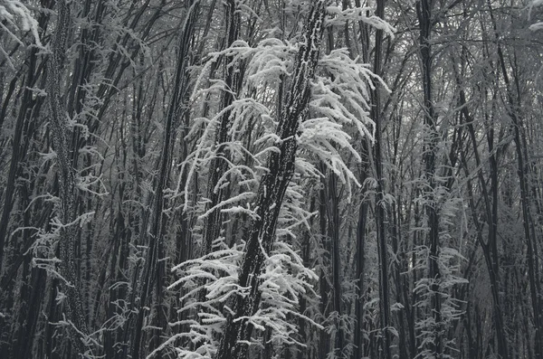 Alberi congelati ricoperti di gelo — Foto Stock