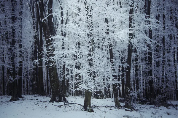 Κατεψυγμένα δέντρα που καλύπτονται σε παγετό — Φωτογραφία Αρχείου