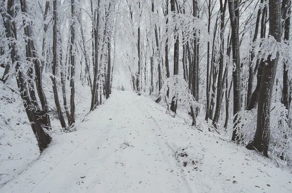 Donmuş ağaçlar içinde buz kaplı — Stok fotoğraf