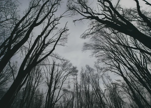 Céu da floresta — Fotografia de Stock