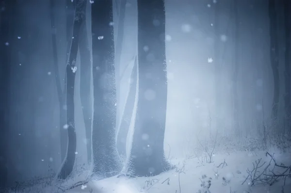 Bosque oscuro con nieve —  Fotos de Stock