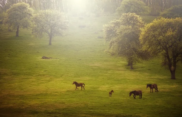 Wildpferde auf einer grünen Wiese bei Sonnenuntergang — Stockfoto