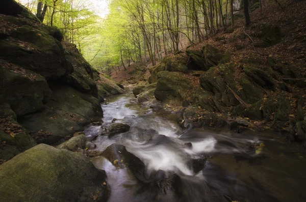 River through forest — Stock Photo, Image