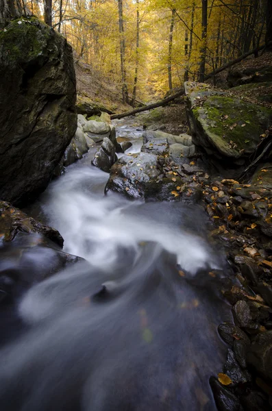 River in a green forest — Stock Photo, Image