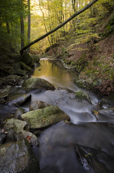 Rzeki w lesie zielony — Zdjęcie stockowe