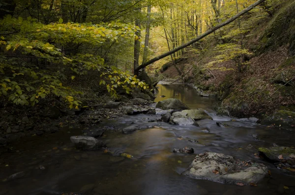 Řeka v zelený Les — Stock fotografie