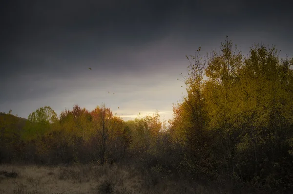 Захід сонця пейзаж з деревами і листям, підірваними вітром — стокове фото