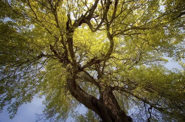 Árbol con ramas en forma de corazón — Foto de Stock